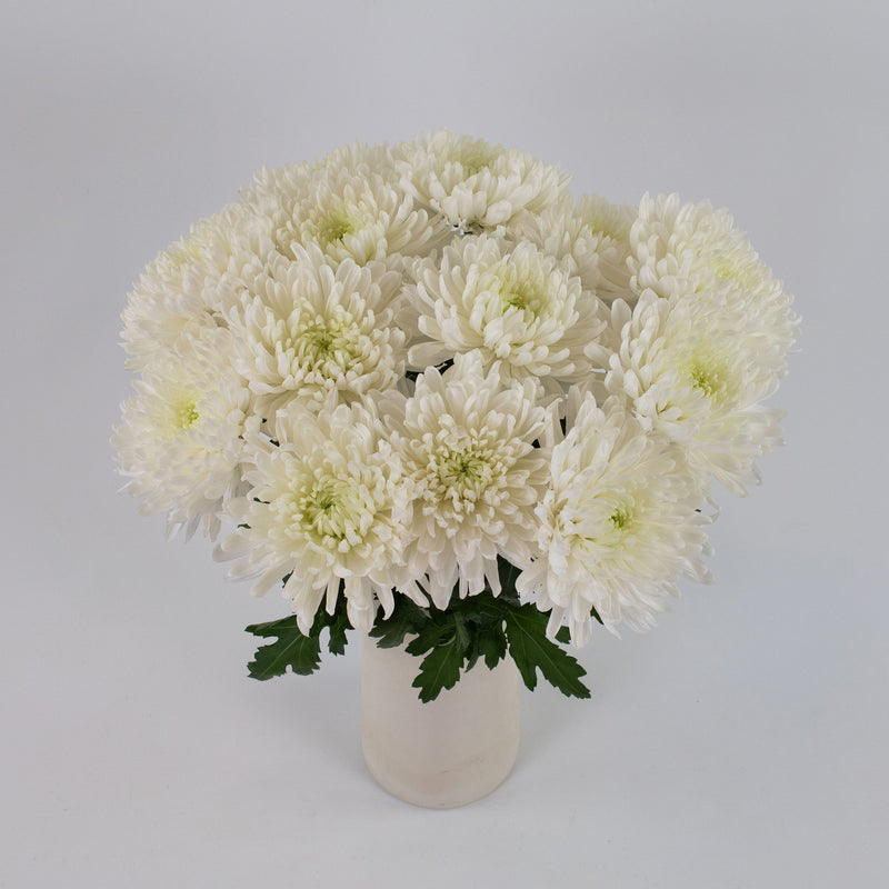 White Football Mum Flower Bunch in Vase