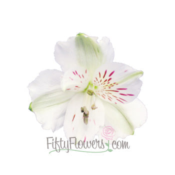 White Fresh alstroemeria Wholesale Bloom
