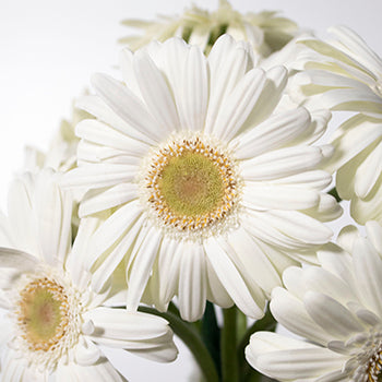 Bone white mini gerbera daisy DIY wedding flowers