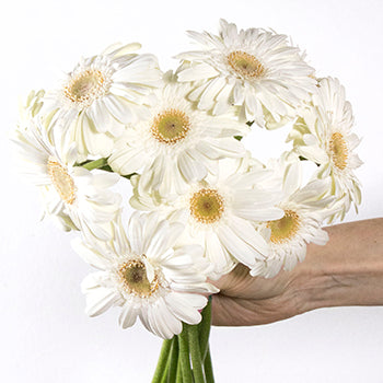 Bone white mini gerbera daisy wholesale wedding flowers