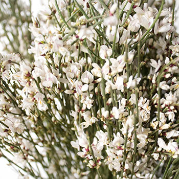 White ginestra DIY wedding flower