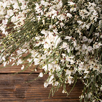 White ginestra wholesale wedding flowers