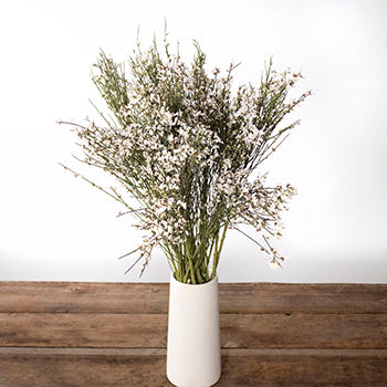 White ginestra bulk wedding flowers