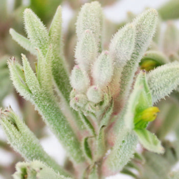 Frosted White Kangaroo Paw Flower
