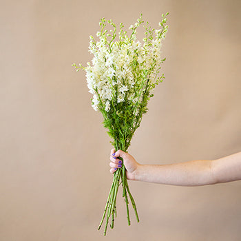 Larkspur White Flower