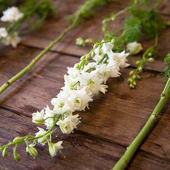 Larkspur White Flower