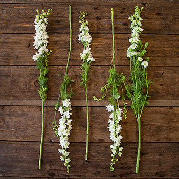 Larkspur White Flower