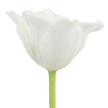 White Liberstar Tulips Wholesale Flower Side Stem