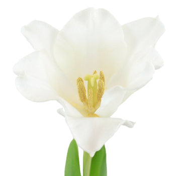 White Liberstar Tulips Wholesale Flower Up close