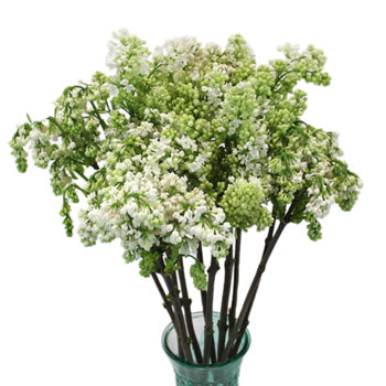 White Lilac Flower