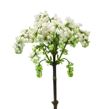 White Lilac Flower