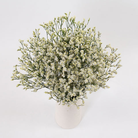 White Limonium Flower Bunch in Vase