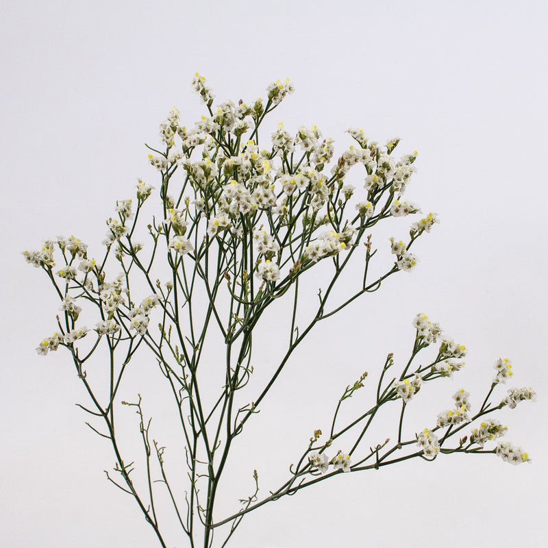 White Limonium Flower Stem