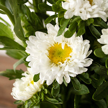 White Matsumoto Flowers