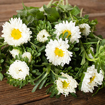 White Matsumoto Flowers