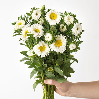 White Matsumoto Flowers