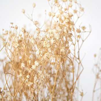 Dried Babys Breath Bleached Flower