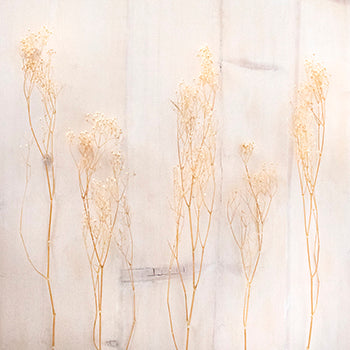 Dried Babys Breath Bleached Flower