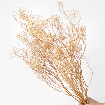 Dried Babys Breath Bleached Flower