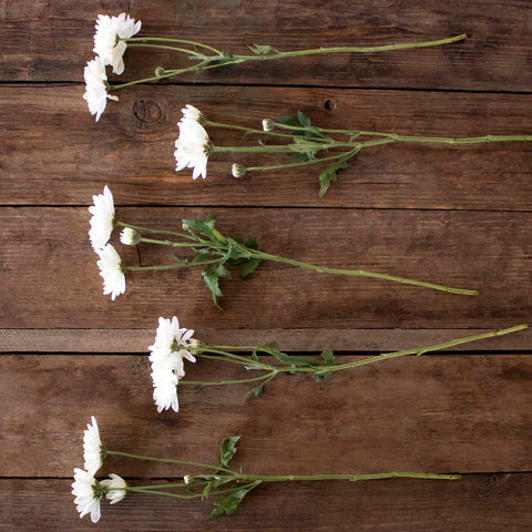 White pom bulk flowers