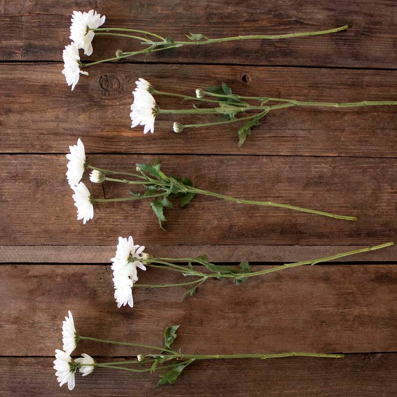 White pom bulk flowers