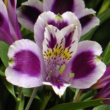 White Purple alstroemeria Wholesale Flower Upclose