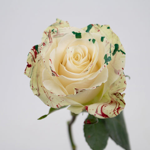 White Red Green Rose Flower Stem