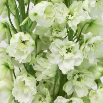 White River Delphinium Wholesale Flower Up close