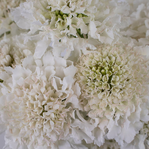 White Scabiosa Flower Up Close