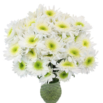 Apple Crisp Green Flower