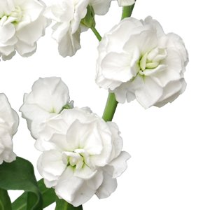 White Spray Stock Wholesale Flower Upclose