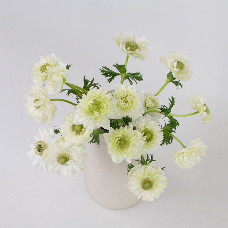 White Star Anemone Flower Bunch in Vase