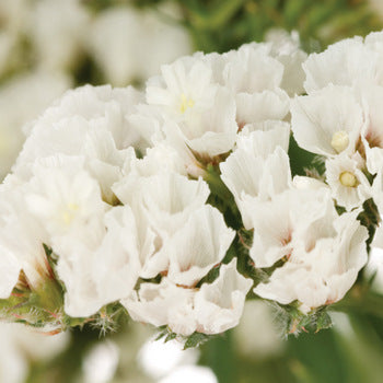 blush white fresh wildflower statice
