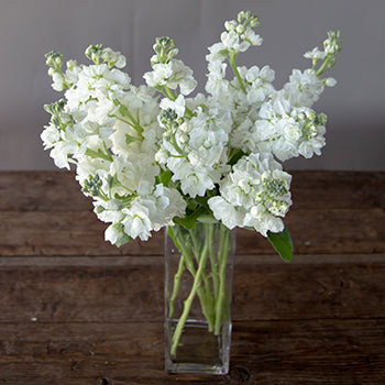 White Stock Wholesale Flower In a vase
