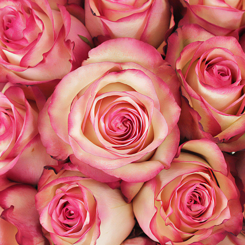 Valentines White with Pink Edges Rose Special