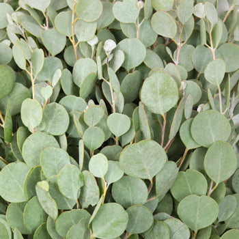Gum Drop Eucalyptus Greenery Up Close