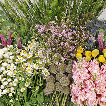 Wildflower Spirit DIY Flower Kit Up Close