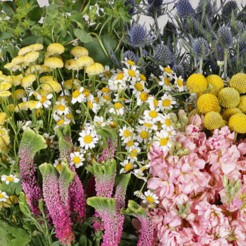 Wildflower Spirit DIY Flower Kit Up Close