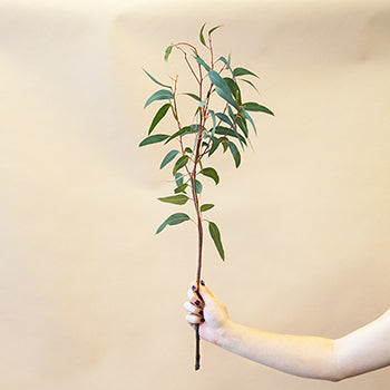 Willow Eucalyptus Wholesale Greenery Stem In a Hand