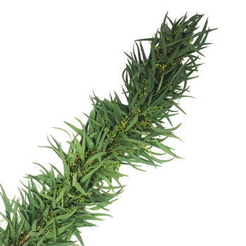 Willow Seeded Eucalyptus Wholesale Greenery FlatLay