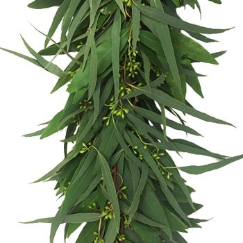 Willow Seeded Eucalyptus Wholesale Greenery Up Close
