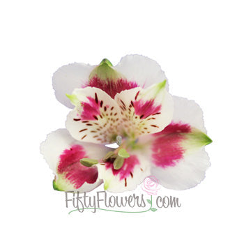 Wine White alstroemeria Wholesale Bloom