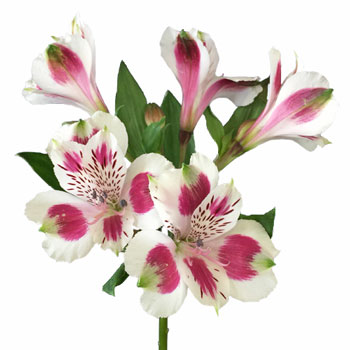 Wine White alstroemeria Wholesale Flower Stem