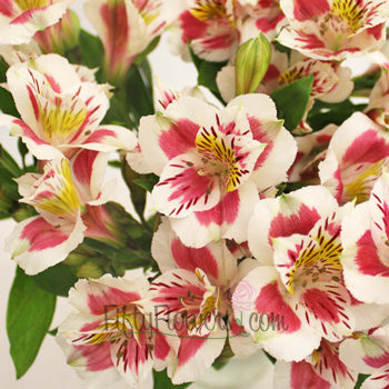 Wine White alstroemeria Wholesale Flower Upclose