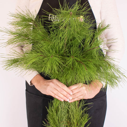 Winter Pine Greenery in Hands