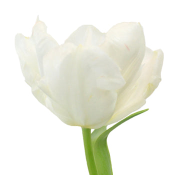 Winter White Parrot Tulip Wholesale Flower Up close