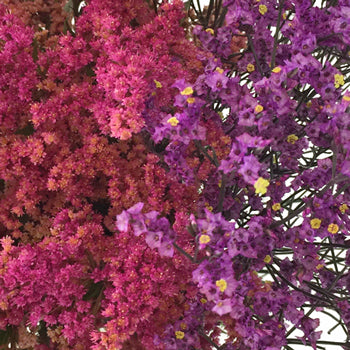 Wispy Filler Pink Purple DIY Flower Kit Up Close