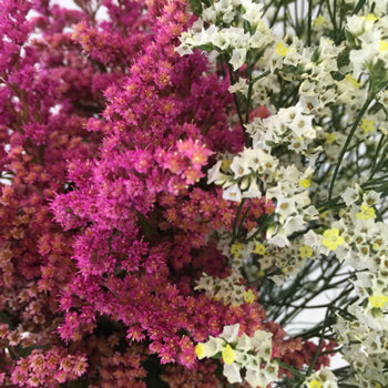 Wispy Filler Pink and White DIY Flower Kit Up Close