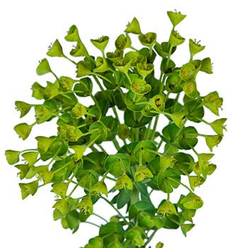 Fresh cut greens wolfini euphorbia greenery sold near me for delivery