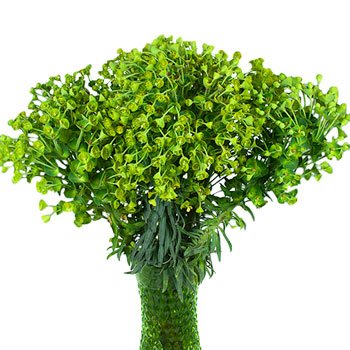 Wholesale greenery wolfini euphorbia filler flower sold as bulk